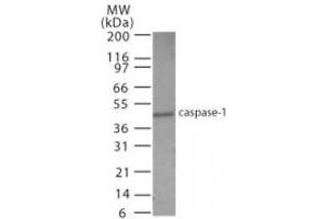 Image no. 2 for anti-Caspase 1 (CASP1) (AA 31-45) antibody (ABIN208361) (Caspase 1 Antikörper  (AA 31-45))