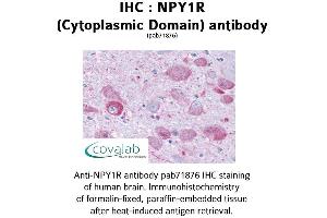 Image no. 1 for anti-Neuropeptide Y Receptor Y1 (NPY1R) (3rd Cytoplasmic Domain) antibody (ABIN1737484) (NPY1R Antikörper  (3rd Cytoplasmic Domain))