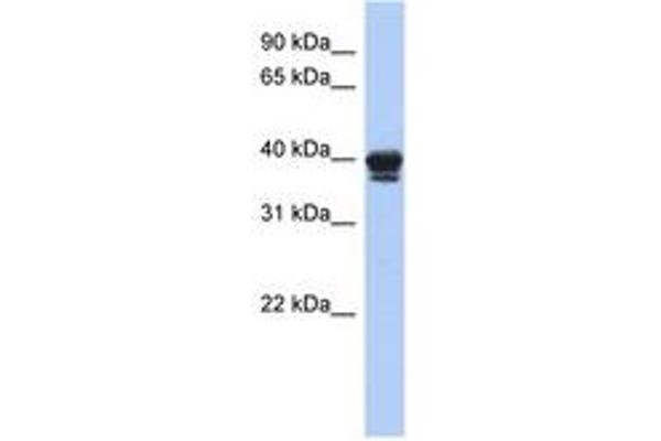 NAPEPLD Antikörper  (AA 71-120)