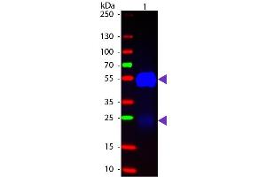 Western blot of Fluorescein conjugated Goat Fab Anti-Rabbit IgG secondary antibody. (Ziege anti-Kaninchen IgG (Heavy & Light Chain) Antikörper (FITC) - Preadsorbed)