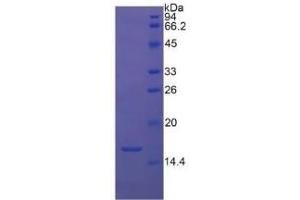 SDS-PAGE (SDS) image for Transforming Growth Factor, beta 1 (TGFB1) ELISA Kit (ABIN6730882)