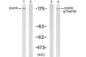 Western blot analysis of extract from A431 cells untreated or treated with EGF (200ng/ml, 5min), using EGFR (Ab-678) antibody (E021193, Lane 1 and 2) and EGFR (phospho-Thr678) antibody (E011186, Lane 3 and 4). (EGFR Antikörper)