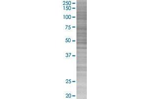 MTRF1 transfected lysate. (MTRF1 293T Cell Transient Overexpression Lysate(Denatured))