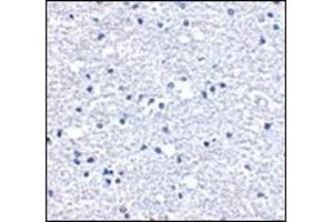 Immunohistochemistry of PD-1 in human brain tissue with this product at 5 μg/ml. (PD-1 Antikörper  (Center))