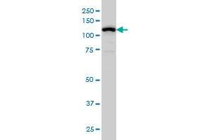 Western Blotting (WB) image for anti-gamma-aminobutyric Acid (GABA) B Receptor, 1 (GABBR1) (AA 52-151) antibody (ABIN560976)