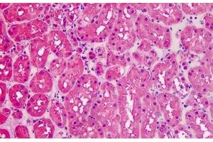 Human Kidney: Formalin-Fixed, Paraffin-Embedded (FFPE) (GAPDH Antikörper  (AA 279-290))