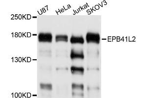 Western blot analysis of extracts of various cell lines, using EPB41L2 antibody. (EPB41L2 Antikörper)