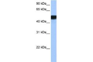 WB Suggested Anti-HNF4G Antibody Titration:  0. (HNF4 gamma Antikörper  (N-Term))