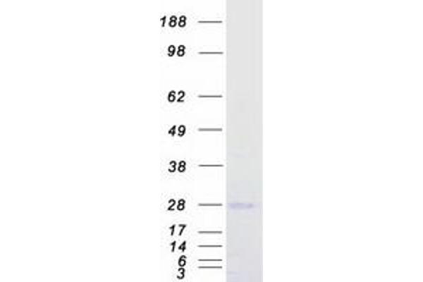 RNF11 Protein (Myc-DYKDDDDK Tag)