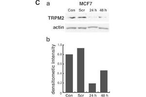 Western Blotting (WB) image for anti-Actin, beta (ACTB) (AA 350-375) antibody (ABIN129657)