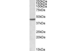 ABIN571188 (1µg/ml) staining of Human Bone Marrow lysate (35µg protein in RIPA buffer). (FANCL Antikörper  (Internal Region))