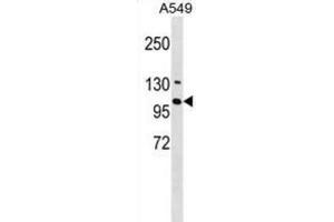 Western Blotting (WB) image for anti-Ring Finger Protein 111 (RNF111) antibody (ABIN3000323) (RNF111 Antikörper)