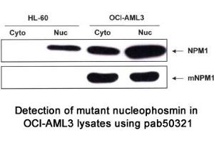 Image no. 1 for anti-Nucleophosmin (Nucleolar phosphoprotein B23, Numatrin) (NPM1) (AA 250-298), (C-Term) antibody (ABIN1737584)