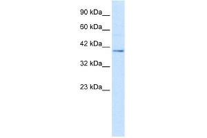 WB Suggested Anti-NUCB2 Antibody Titration:  2. (NUCB2 Antikörper  (C-Term))