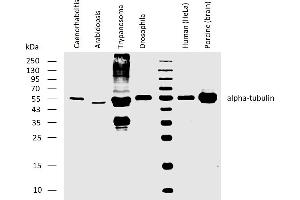 Western blotting analysis of human alpha-tubulin using rat monoclonal antibody YOL1/34 on lysates of Caenorhabditis elegans, Arabidopsis thaliana, Trypanosoma brucei, Drosophila melanogaster, human HeLa cell line, and porcine brain, all under reducing conditions. (alpha Tubulin Antikörper)