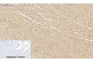 Immunohistochemical analysis of paraffin-embedded rat heart tissue. (SMAD2 Antikörper)