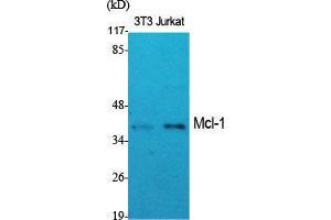 Western Blot (WB) analysis of specific cells using Mcl-1 Polyclonal Antibody. (MCL-1 Antikörper  (Internal Region))