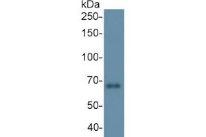 SDS-PAGE (SDS) image for Toll-Like Receptor 3 (TLR3) ELISA Kit (ABIN6720574)