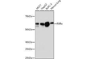 Western blot analysis of extracts of various cell lines, using RXRα antibody (ABIN7269948) at 1:1000 dilution. (Retinoid X Receptor alpha Antikörper)