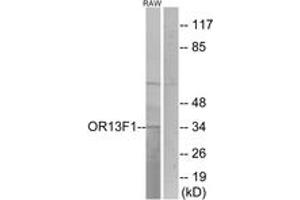Western blot analysis of extracts from RAW264. (OR13F1 Antikörper  (AA 241-290))