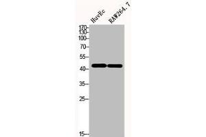 Western Blot analysis of HuvEc RAW264. (CD147 Antikörper  (C-Term))