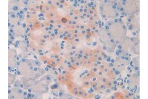 DAB staining on IHC-P; Samples: Rat Pancreas Tissue (LOXL2 Antikörper  (AA 434-546))