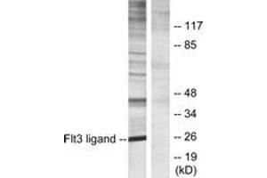 Western Blotting (WB) image for anti-Fms-Related tyrosine Kinase 3 Ligand (FLT3LG) (AA 171-220) antibody (ABIN2889494) (FLT3LG Antikörper  (AA 171-220))