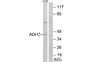Western Blotting (WB) image for anti-Alcohol Dehydrogenase 7 (Class IV), mu Or sigma Polypeptide (ADH7) (Internal Region) antibody (ABIN1850713) (ADH7 Antikörper  (Internal Region))