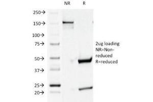 SDS-PAGE Analysis of Purified, BSA-Free CD44v4 Antibody (clone CD44v4/1219). (CD44v4 Antikörper)