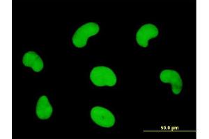 Immunofluorescence of monoclonal antibody to HDGFRP3 on HeLa cell. (HDGFRP3 Antikörper  (AA 1-203))