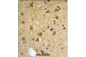 DIO2 Antibody IHC analysis in formalin fixed and paraffin embedded mouse brain followed by peroxidase conjugation of the secondary antibody and DAB staining. (DIO2 Antikörper  (AA 165-191))