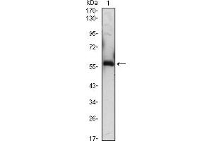 Western blot analysis using A1BG mouse mAb against A1BG-hIgGFc transfected HEK293 (3)cell lysate. (A1BG Antikörper)