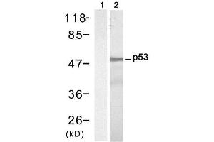 Western blot analysis of extract from HT-29 cells, using P53 (Ab-9) Antibody (E021084, Lane 1 and 2). (p53 Antikörper)