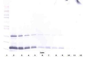 Image no. 5 for anti-Interleukin 16 (IL16) antibody (ABIN465149) (IL16 Antikörper)