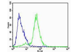 Flow cytometric analysis of SH-SY5Y cells using FXYD6 Antibody (green) compared to an isotype control of rabbit IgG(blue). (FXYD6 Antikörper  (C-Term))