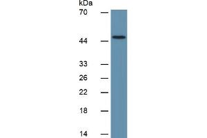 Western Blotting (WB) image for Transforming Growth Factor, beta 1 (TGFB1) ELISA Kit (ABIN6730882)