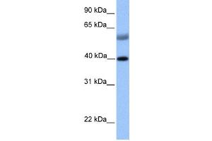 Western Blotting (WB) image for anti-ISL LIM Homeobox 1 (ISL1) antibody (ABIN2457943) (ISL1 Antikörper)