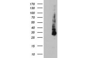 Western Blotting (WB) image for anti-Potassium Inwardly-Rectifying Channel, Subfamily J, Member 3 (KCNJ3) (AA 279-501) antibody (ABIN1491313) (KCNJ3 Antikörper  (AA 279-501))