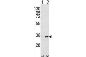 Western Blotting (WB) image for anti-Prohibitin 2 (PHB2) antibody (ABIN3003100) (Prohibitin 2 Antikörper)