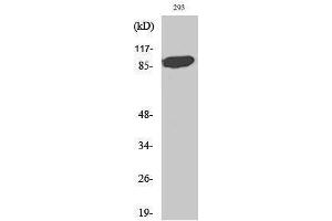Western Blotting (WB) image for anti-Signal Transducer and Activator of Transcription 5A (STAT5A) (Tyr1246), (Tyr1252) antibody (ABIN3180343) (STAT5A Antikörper  (Tyr1246, Tyr1252))