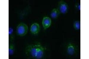 Immunofluorescence (IF) image for anti-CD14 (CD14) antibody (FITC) (ABIN1105874) (CD14 Antikörper  (FITC))