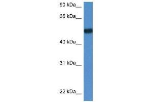 Western Blot showing Bin1 antibody used at a concentration of 1. (BIN1 Antikörper  (N-Term))