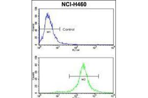 Flow cytometric analysis of NCI-H460 cells usin(bottom histogram) compared to a negative control cell (top histogram). (KIT Antikörper  (N-Term))