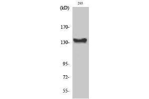 Western Blotting (WB) image for anti-C-Abl Oncogene 1, Non-Receptor tyrosine Kinase (ABL1) (C-Term) antibody (ABIN3174117) (ABL1 Antikörper  (C-Term))