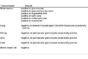 Tissue staining: RK-4 reaction pattern. (Granulocytes Antikörper)