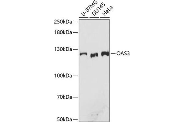 OAS3 Antikörper  (AA 320-620)