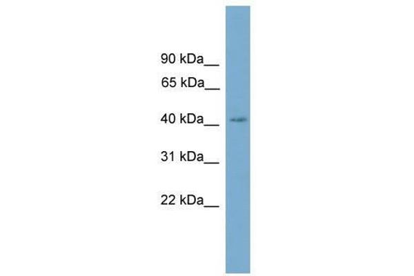 SASH3 Antikörper  (C-Term)