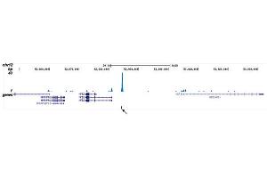 ChIP DNA-Sequencing (ChIP-seq) image for anti-Core-Binding Factor, beta Subunit (CBFB) (Internal Region) antibody (ABIN6655308)