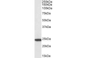 Biotinylated ABIN4902542 (3µg/ml) staining of U937 lysate (35µg protein in RIPA buffer), exactly mirroring its parental non-biotinylated product. (PYCARD Antikörper  (C-Term) (Biotin))