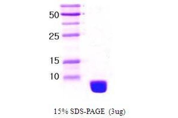 Ubiquitin Protein (Ubiquitin)